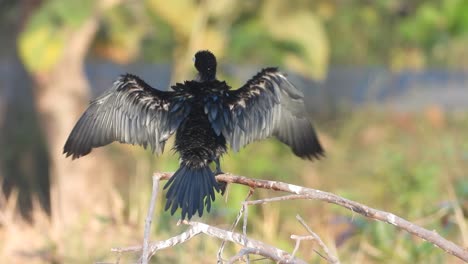 Cormorant-bird-in-pond-area-