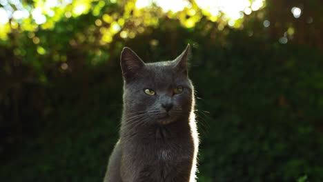 A-beautiful-wild-gray-stray-cat-is-observing-with-its-curious-green-eyes,-captured-as-close-up-with-background-blur-and-warm-sun-beams-on-a-lazy-afternoon