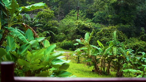 Lluvia-Con-Fondo-De-árboles-Tropicales,-Tailandia