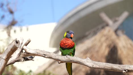 One-adult-rainbow-lorikeet-perched-on-a-branch-and-calling-out