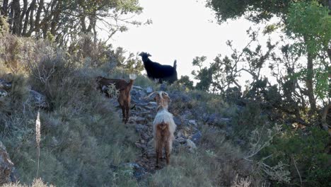 Wild-Goats-On-The-Rocks---Goats-in-the-wildness-valley---wide-shot