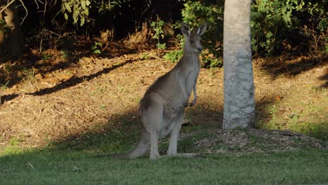 Eastern-Grey-Kangaroo-Standing-On-Hind-Legs-With-Ears-Pricked---Australian-Kangaroo-Looking-Around-And-Standing-Alert---Queensland,-Australia