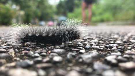Shallow-focus-tiny-hairy-caterpillar-walking-across-stone-pathway-wilderness-closeup