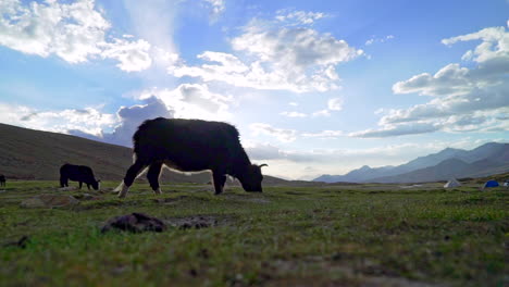 Indian-cow-feeding-grass-on-high-altitude,-grazing-under-the-blue-cloudy-sky-next-to-a-tent-camp-in-the-mountains