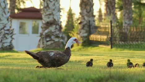 Family-of-ducks-walking-on-the-green-grass-in-the-park-on-a-sunny-day