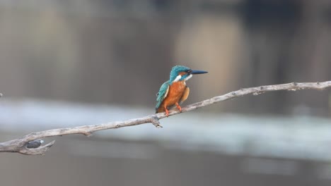 Kingfisher-in-pond-area-relaxing-.