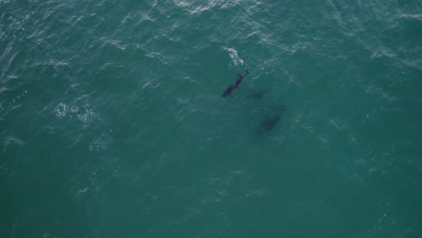 Aerial-View-Of-A-Pod-Of-Bottlenose-Dolphins-At-The-Tasman-Sea---drone-top-down