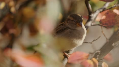 House-Sparrow-Sitting-On-A-Tree-Branch-During-Autumn-In-Montreal,-Quebec,-Canada