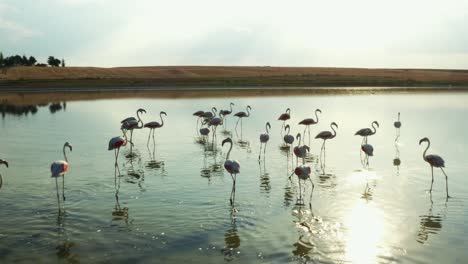 Flamingos-walking-in-shallow-water.-4K