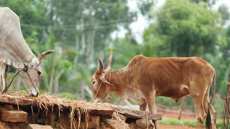Emaciated-Indian-Cow-And-Calf's-eating-straw-outdoors-on-farm-in-wilderness,-slow-motion