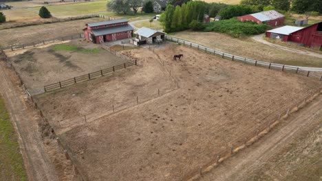 Aerial-view-of-a-lonely-horse-in-a-training-pen