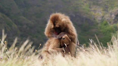 Medium-shot,-mother-gelada-baboon-searches-for-lice-and-ticks-all-over-her-child’s-body