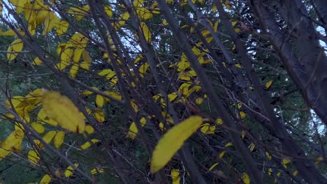 Eine-Zeitlupenaufnahme-Eines-Baums-Mit-Einigen-Gelben-Blättern-Darin