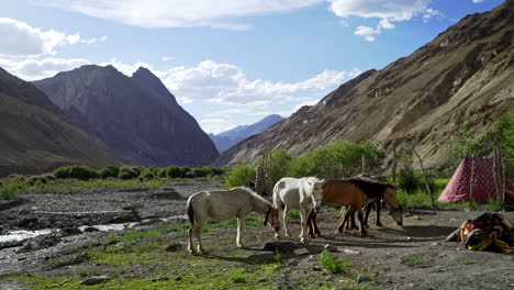 Reveal-shot-of-a-horde-of-horses-grazing-in-the-mountains-unloaded,-unmounted-on-a-sunny-day