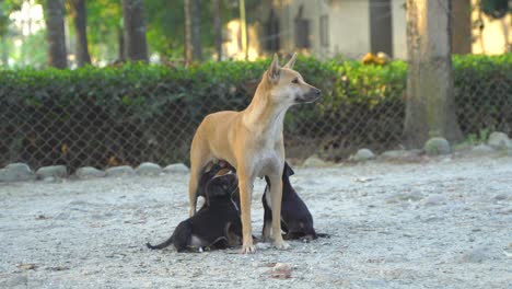 The-street-dog-is-feeding-her-babies-or-puppies