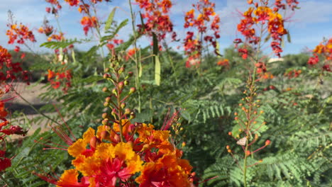 Nahaufnahme-Eines-Schmetterlings,-Der-Auf-Mexikanischem-Salbeibusch-Mit-Orangefarbenen-Blüten-Sitzt