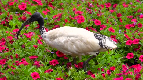 Das-White-Bin-Chicken,-Das-An-Einem-Schönen-Tag-Um-Die-Leuchtend-Blühenden-Blumen-In-Australien-Herumläuft---Nahaufnahme
