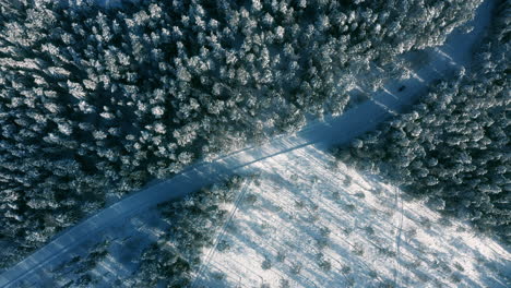 Winter-road-through-fir-trees-forest