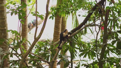 White-headed-Capuchin-Monkey-Eating-While-Sitting-in-Tree