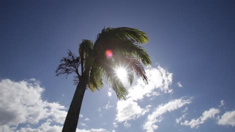 Palm-tree-waving-in-the-wind-with-blue-sky-and-clouds-and-sun-flare