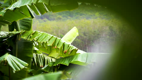 Nahaufnahme-Starker-Regenfälle-Auf-Tropischem-Grünem-Bananenblatt,-Aufnahme-In-Zeitlupe