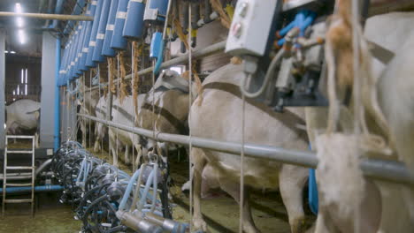 Goats-walking-through-a-gangway-towards-their-milking-stations