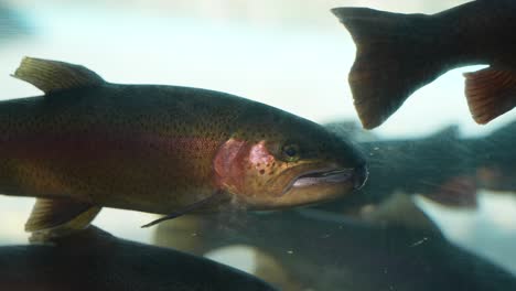 Rainbow-trout-holding-position-is-a-gentle-freshwater-current---isolated-underwater-close-up