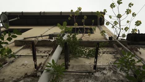 A-common-city-bird-perching-on-plants-growing-out-of-the-concrete-walls-in-Bahru-city,-Malaysia