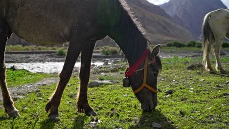 A-domesticated-horse-grazing-on-the-fresh-green-grass-in-the-mountains-at-a-river