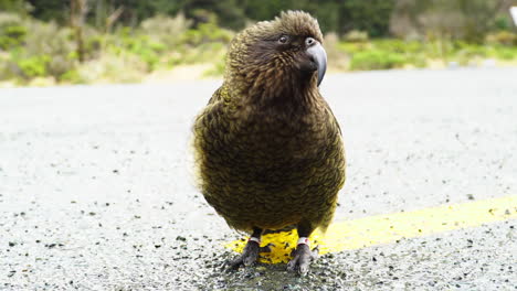 close-up-of-a-sympathetic-parrot-on-the-road,-looking-ready-to-spite