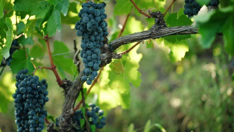 Hands-Cutting-Ripe-Bunch-Of-Red-Grapes-In-Vineyard