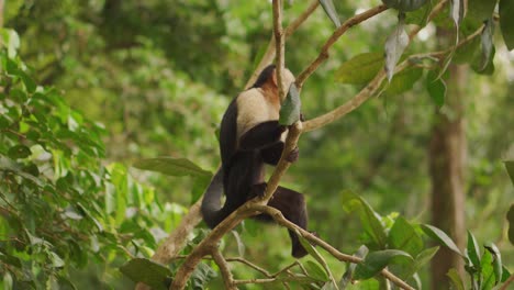 White-headed-Capuchin-Monkey-Looking-Around-While-Sitting-on-Tree-Branch