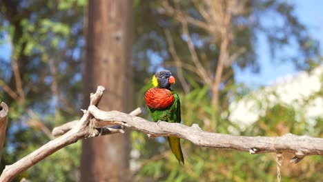 A-rainbow-lorikeet-perched-alone-on-a-tree-branch