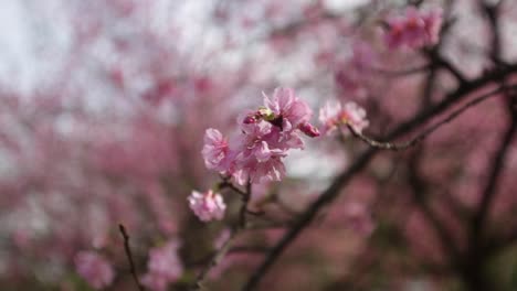 Extreme-close-up-of-pink-cherry-blossoms