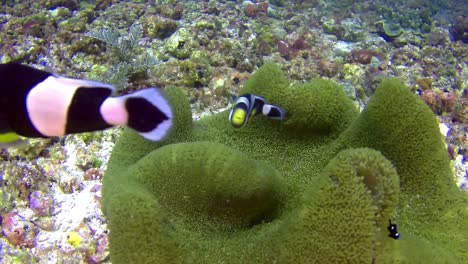 Scuba-diving-with-a-family-of-friendly-nemo-clownfish-in-anemone-on-sandy-bottom-at-Komodo,Indonesia