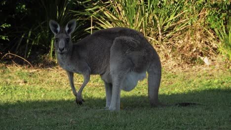 Östliches-Graues-Känguru,-Das-Sich-Im-Schatten-Eines-Baumes-Ernährt---Australisches-Känguru-Mit-Blick-Auf-Die-Kamera-Und-Wachsam---Queensland,-Australien