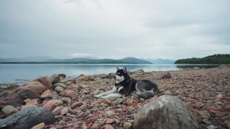 Alaskischer-Malamute-hund,-Der-Sich-Auf-Einer-Felsigen-Küste-Des-Flusses-Im-Anderdalen-nationalpark-Auf-Der-Insel-Senja,-Norwegen,-Ausruht