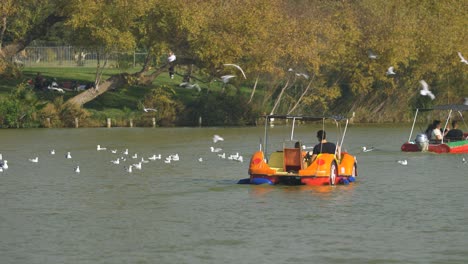 Seagulls-fly-and-float-in-the-lake-of-Yarkon-Park-Tel-Aviv-next-to-motor-boats-and-pedal-boats-#010