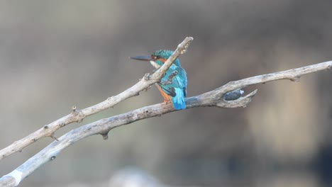 Kingfisher-in-pond-area-waiting-for-pray-.