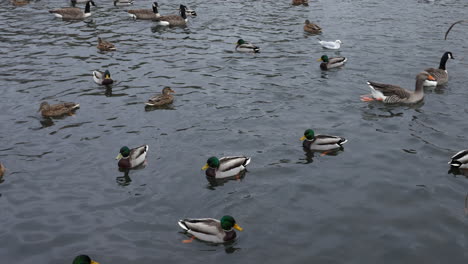 A-flock-of-ducks-with-geese-and-moor-hens-in-the-water-swimming-in-a-pond-in-a-park