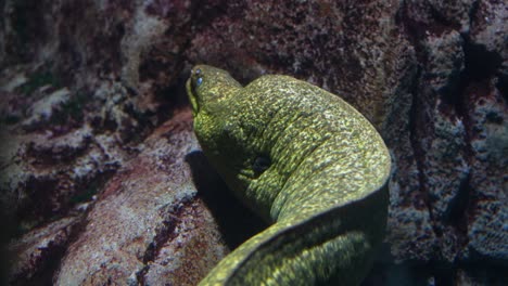 Underwater-view-of-a-giant-Moray-eel-swimming-among-the-rocks-in-a-coral-reef---close-up-view-of-the-greenish-spotted-predator