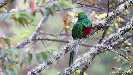 Prächtige-Männliche-Vorderansicht-Des-Quetzals-Thront-Auf-Ast,-San-Gerardo,-Costa-Rica
