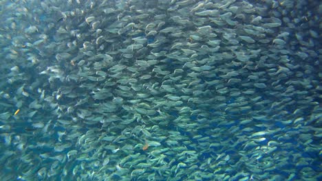 A-large-school-of-sardines-captured-from-up-close
