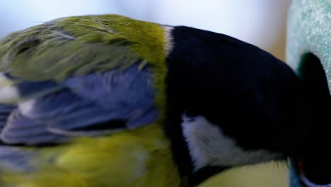 4k-Filmische-Zeitlupen-Makroaufnahme-Von-Vögeln,-Die-Zu-Einem-Vogelhäuschen-Fliegen-Und-Samen-Essen
