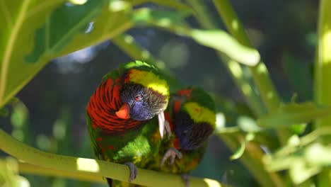 A-loving-pair-of-Rainbow-Lorikeet-mates-perched-on-a-branch-in-the-rainforest-grooming-each-other---slow-motion
