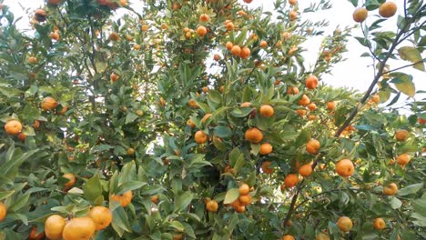 A-fruit-tree-with-oranges-in-the-sunny-day-of-the-urban-bay-residential-homes-of-the-affluent
