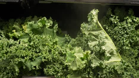 Fresh-organic-kale-on-the-shelf-at-the-grocery-store-being-misted-to-keep-fresh---isolated-sliding-view