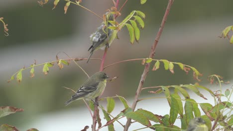 Flycatcher-birds-perched-on-a-tree.-4K