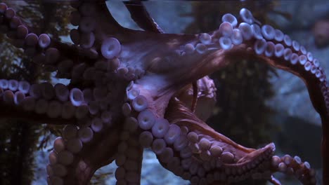 Ein-Riesiger-Oktopus-Breitet-Seine-Tentakel-Gegen-Die-Glasscheibe-Eines-Aquariums-Aus---Nahaufnahme-Mit-Blick-Auf-Die-Saugnäpfe