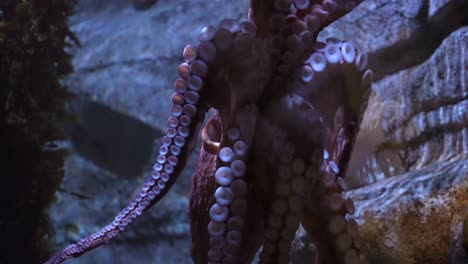 An-octopus-using-its-tentacles-and-suction-cups-to-stick-to-the-glass-of-its-captive-tank---close-up,-isolated